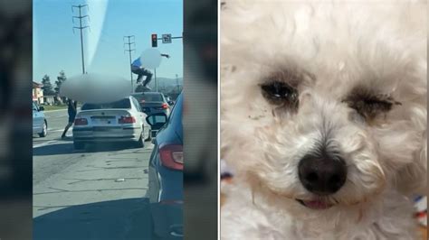 Man arrested after alleged San Jose road rage incident leaves dog ‘traumatized’ with eye injury